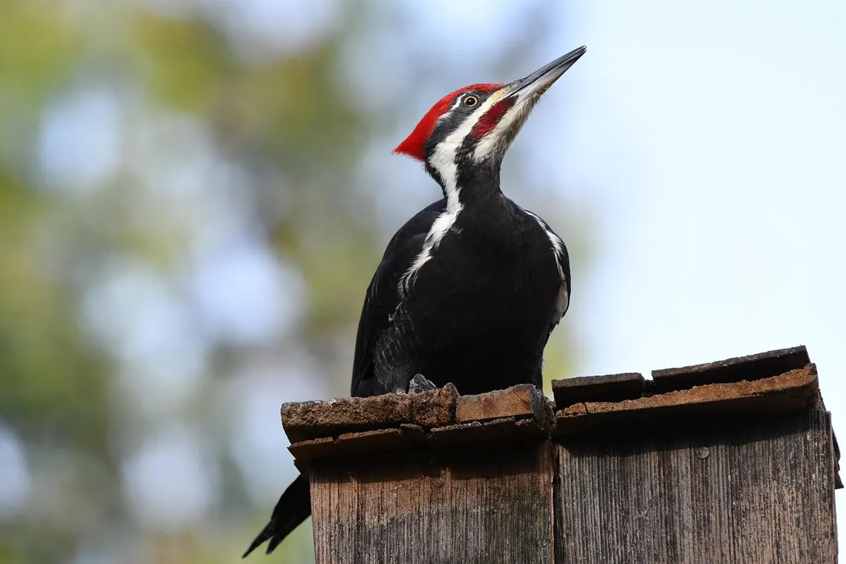 How to Install Feather Edge Fence Panels on a Sloping Garden Boundary